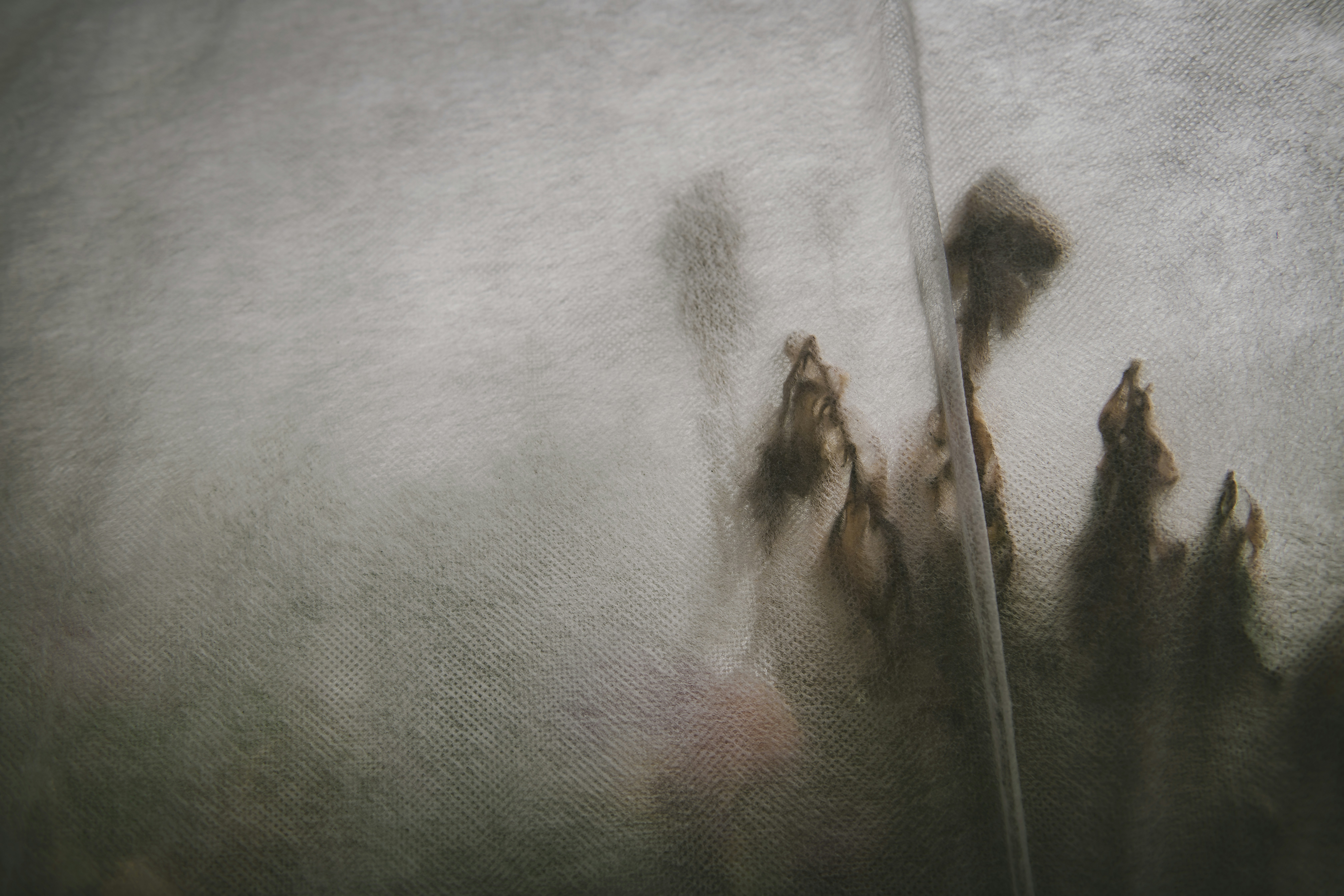 a blurry photo of a white t - shirt with flowers on it, I was visiting Magnolia Market just after they had frost-protected their gardens from a cold snap. I loved how the light, as it filtered through the fabric, gave the plants an eerie-but-beautiful watercolor look. 