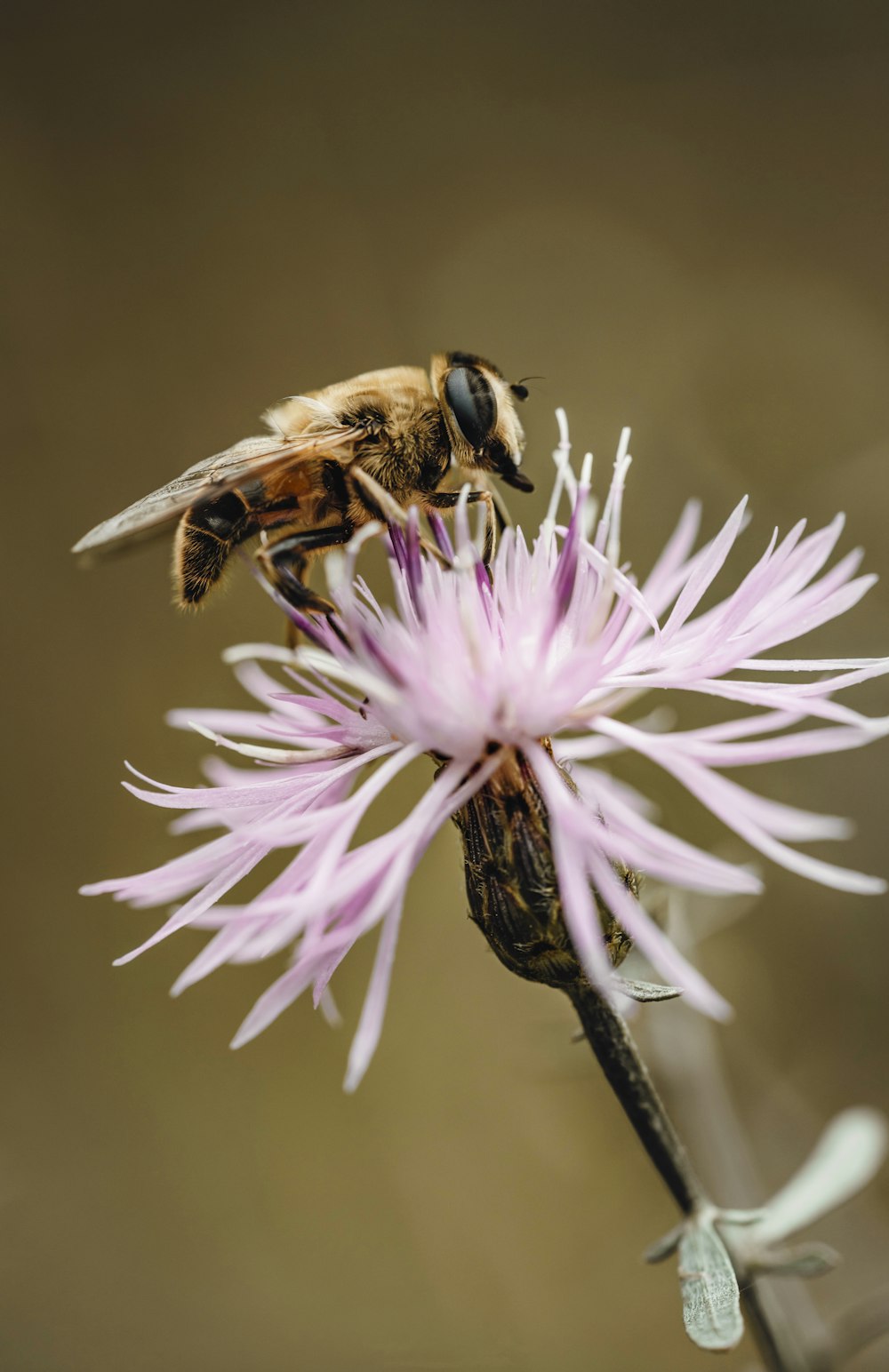 a bee sitting on top of a purple flower