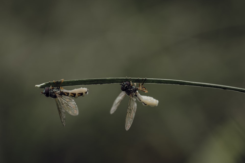 a couple of flies sitting on top of a green branch