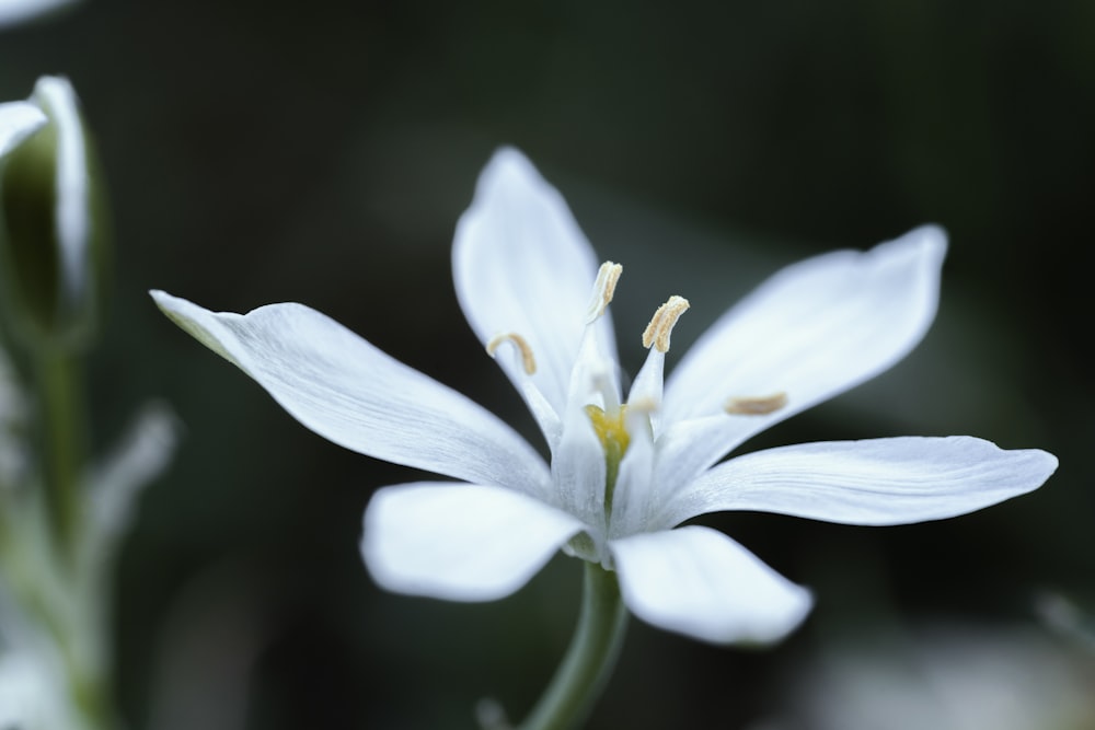 a close up of a white flower with a blurry background