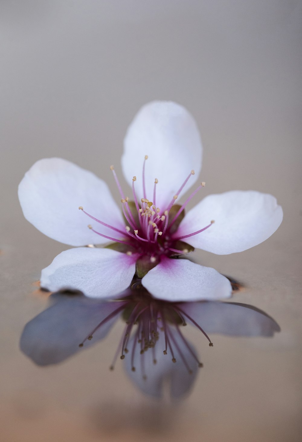 a white flower with a pink center sitting on top of a body of water
