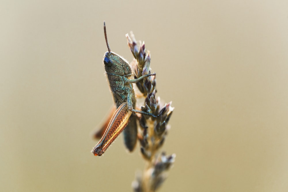 a close up of a bug on a plant