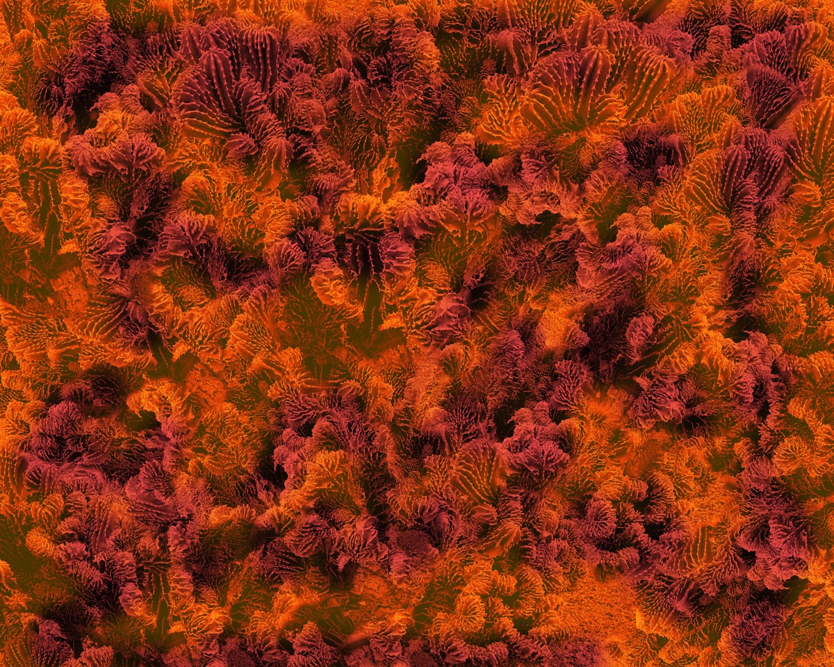 Vivid orange organic coral texture — Pedro Vit on Unsplash
