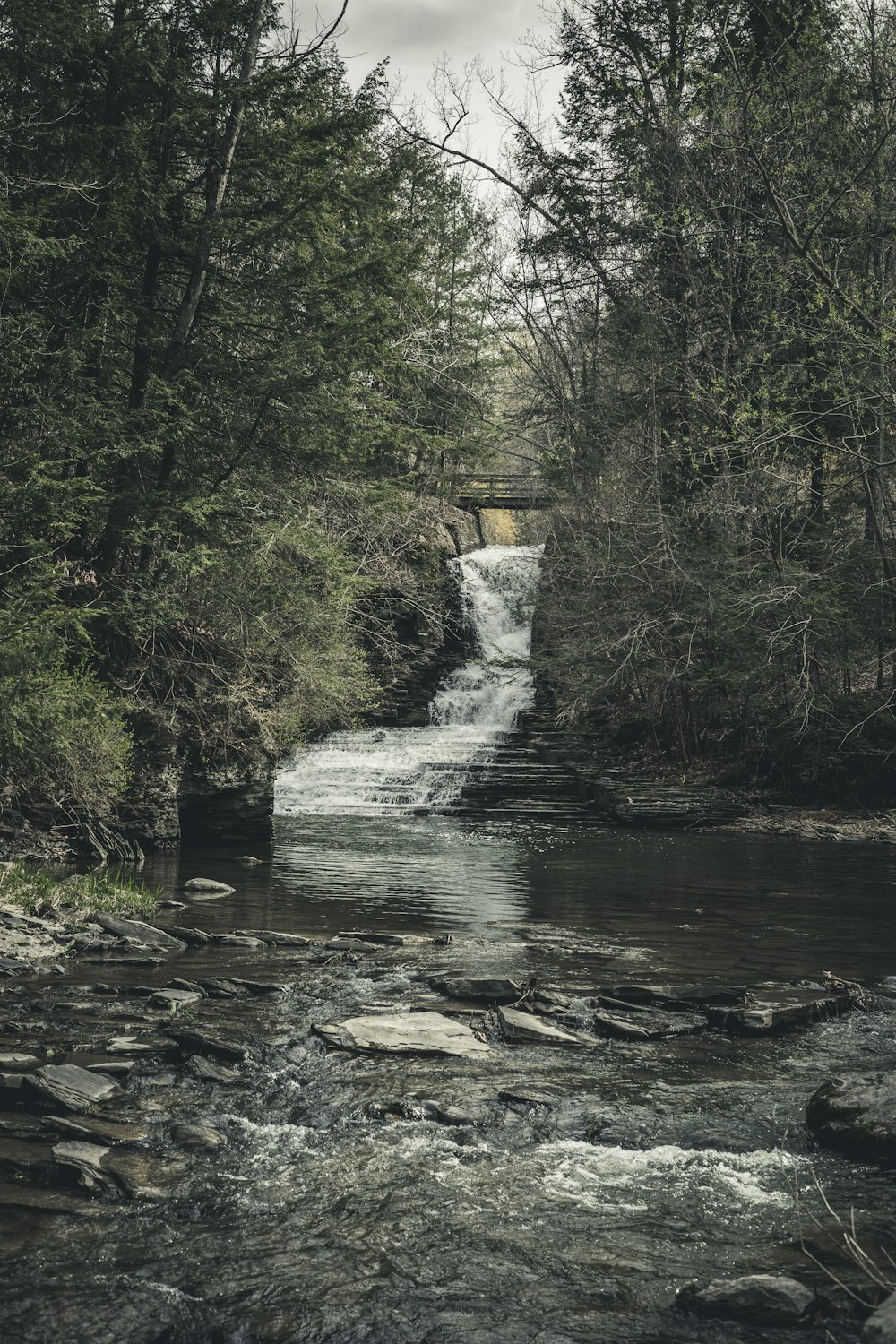 a stream running through a forest filled with trees