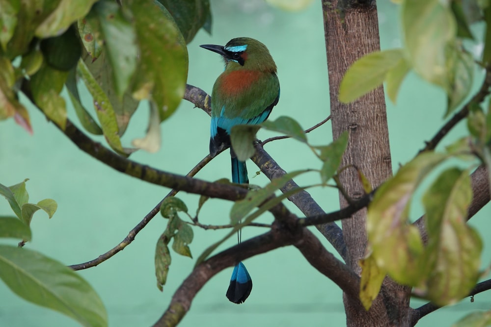 Un uccello colorato appollaiato su un ramo d'albero