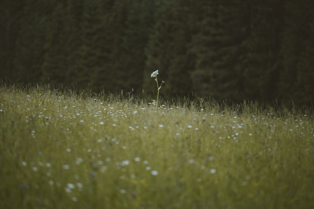 a lone flower in a field of tall grass