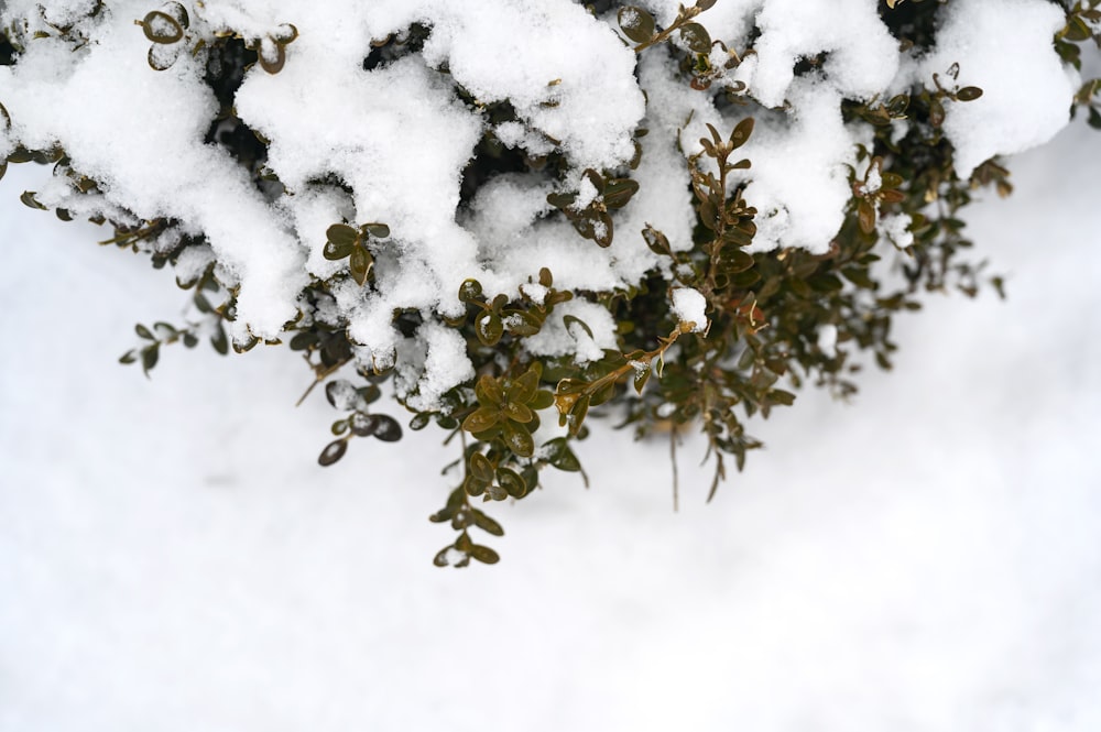 a bush covered in snow next to a tree