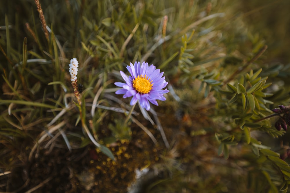 a small purple flower sitting on top of a green plant