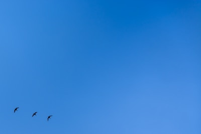 Three birds are flying through a vast, clear blue sky, creating a sense of openness and freedom.