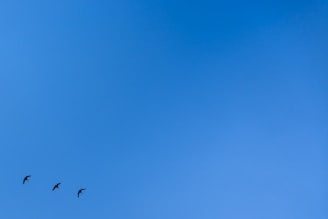 Three birds are flying through a vast, clear blue sky, creating a sense of openness and freedom.