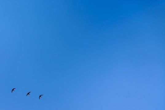 Three birds are flying through a vast, clear blue sky, creating a sense of openness and freedom.