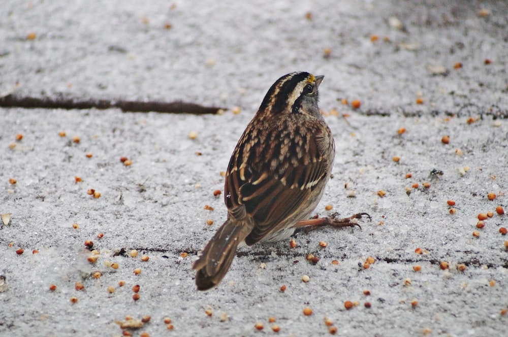 a brown and black bird eating seeds on the ground