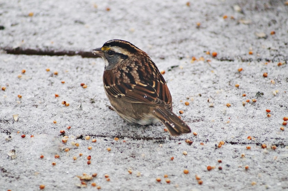 a brown and white bird eating seeds on the ground