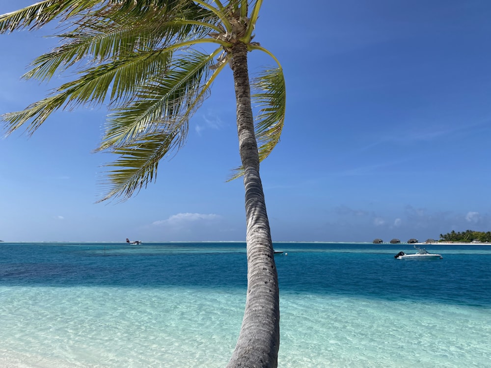 a palm tree on a beach with a boat in the background
