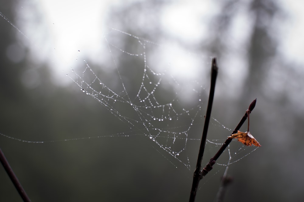 a spider web on a tree branch with water droplets on it