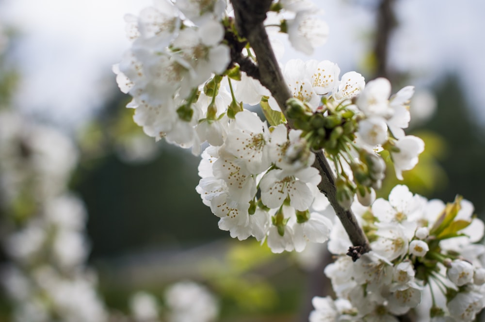 a close up of a tree with white flowers