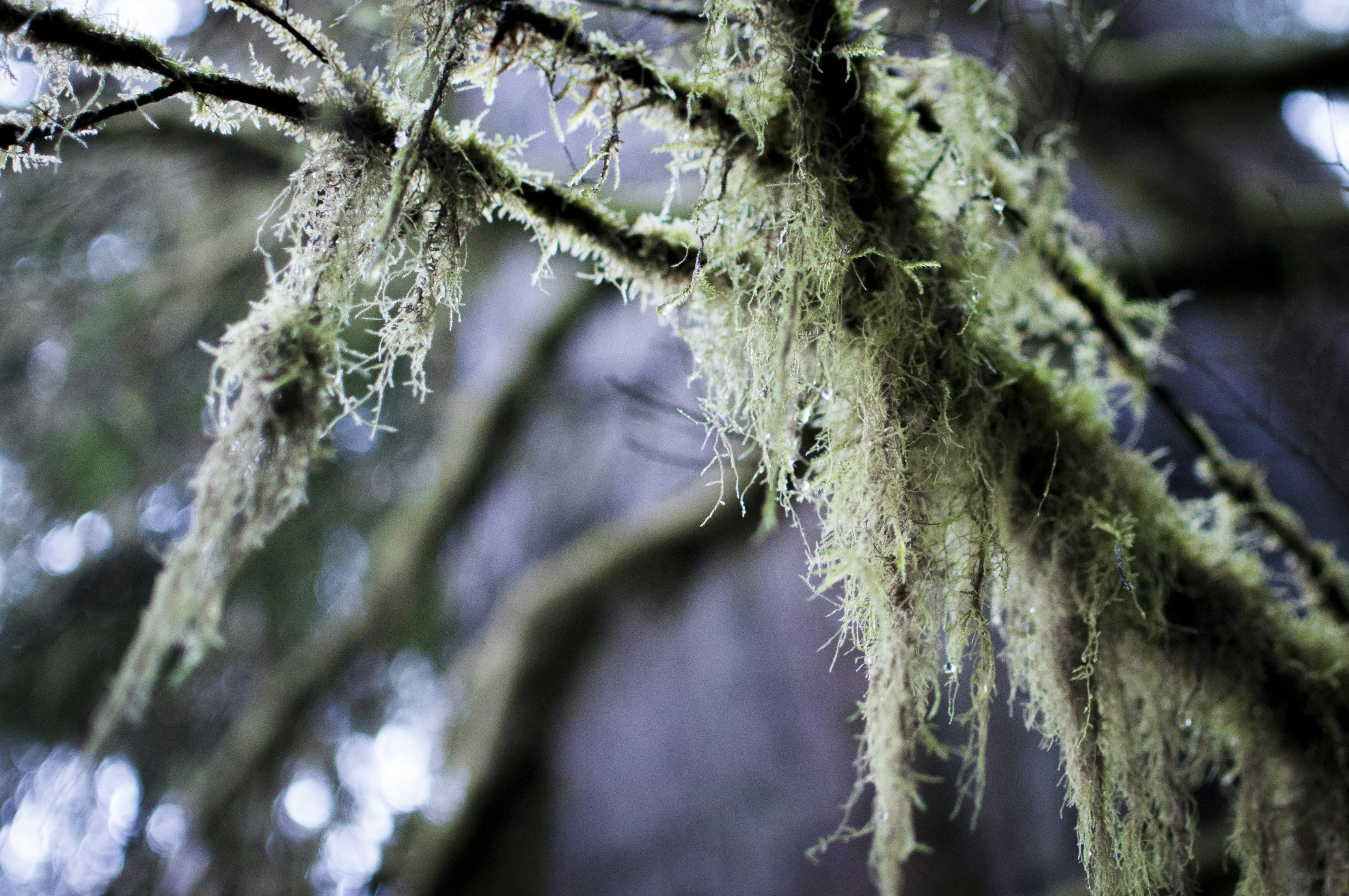 musgo creciendo en las ramas de un árbol