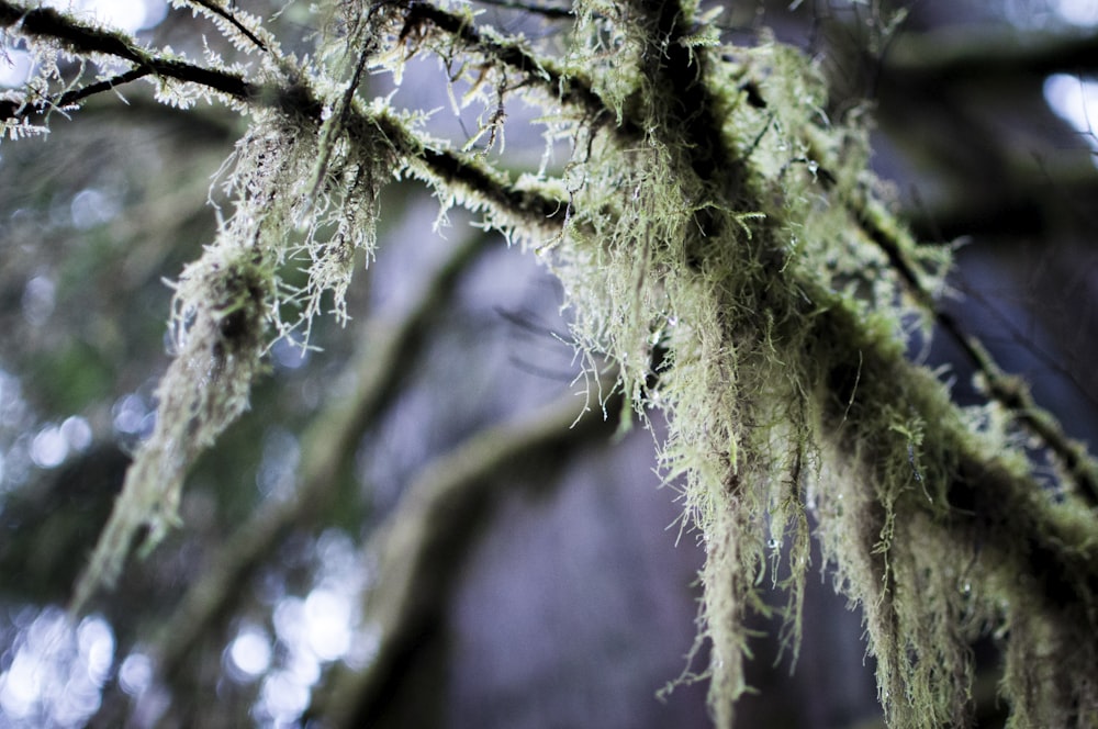 moss growing on the branches of a tree