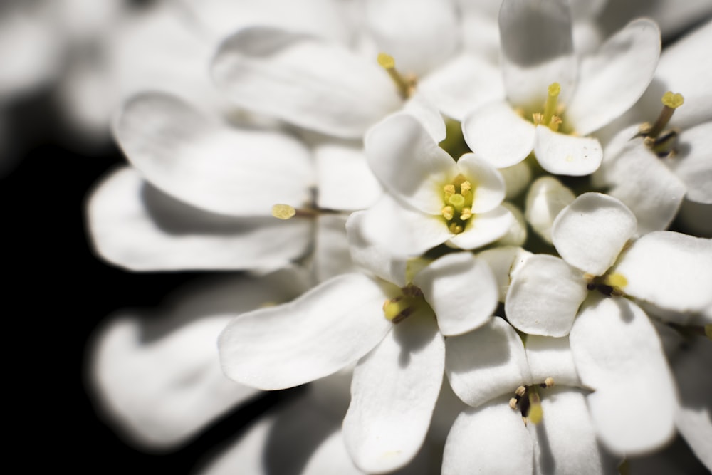 a close up of a white flower on a black background