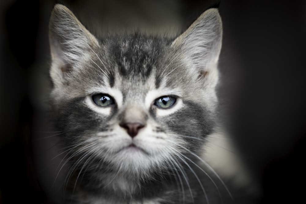 a small gray and white kitten with blue eyes