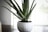 A close-up of a green aloe vera plant in a textured white pot placed on a surface. The plant has long, spiky leaves and is situated in an indoor setting with soft, natural light coming from the background.