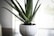 A close-up of a green aloe vera plant in a textured white pot placed on a surface. The plant has long, spiky leaves and is situated in an indoor setting with soft, natural light coming from the background.