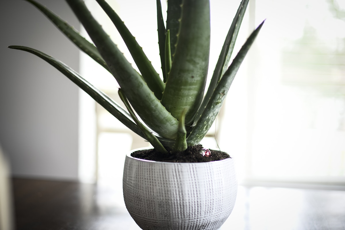 Soothing Aloe Gel