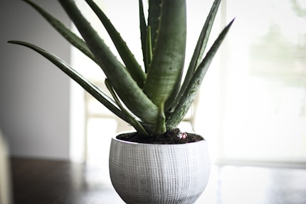 Soothing Aloe Gel