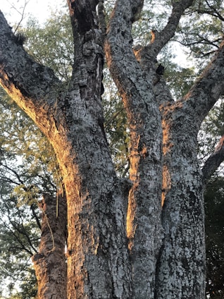 Close-up of Terminalia Arjuna tree bark and leaves in natural sunlight.