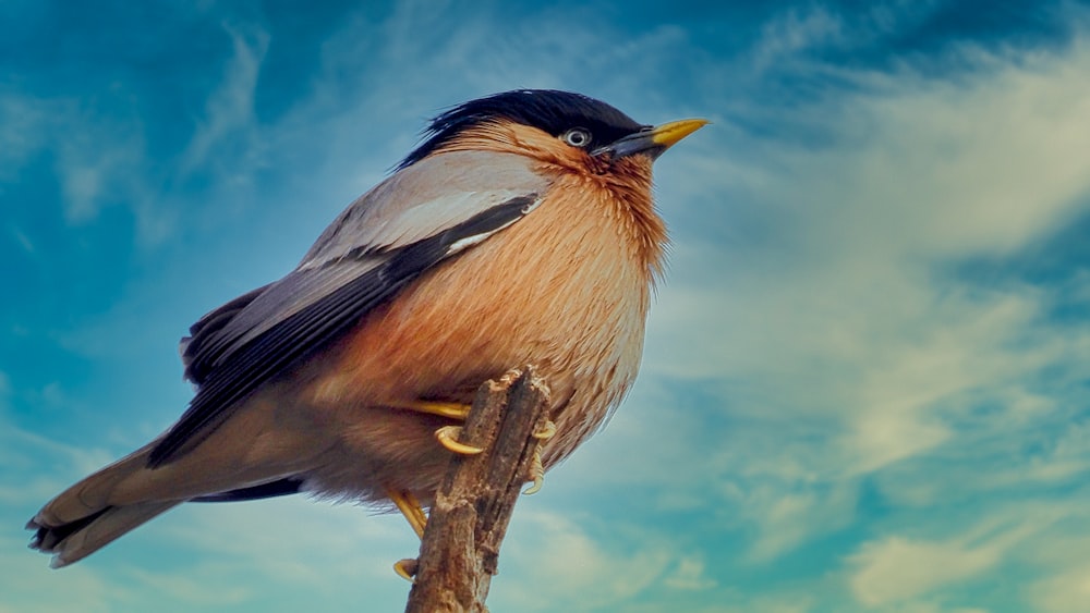 a bird sitting on top of a tree branch