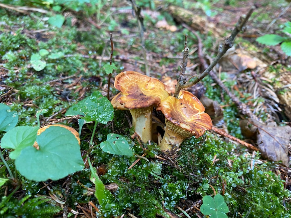 a group of mushrooms that are on the ground