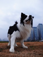 a black and white dog standing on top of a grass covered field