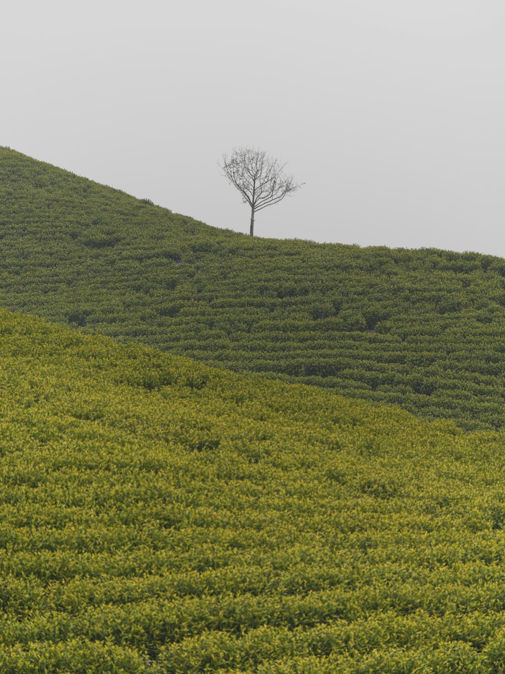 a lone tree on a grassy hill with a tree in the distance