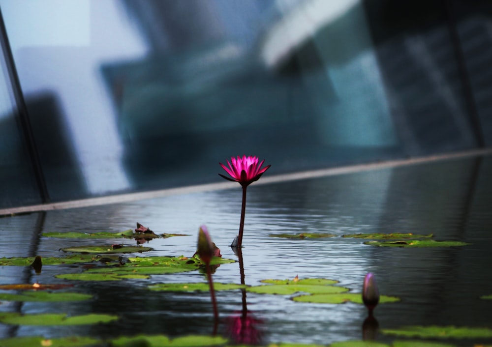 Una flor rosa sentada encima de un cuerpo de agua