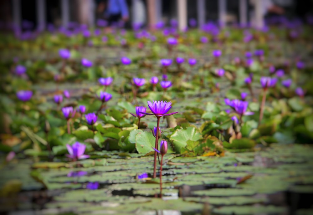 Un estanque lleno de muchos nenúfares púrpuras