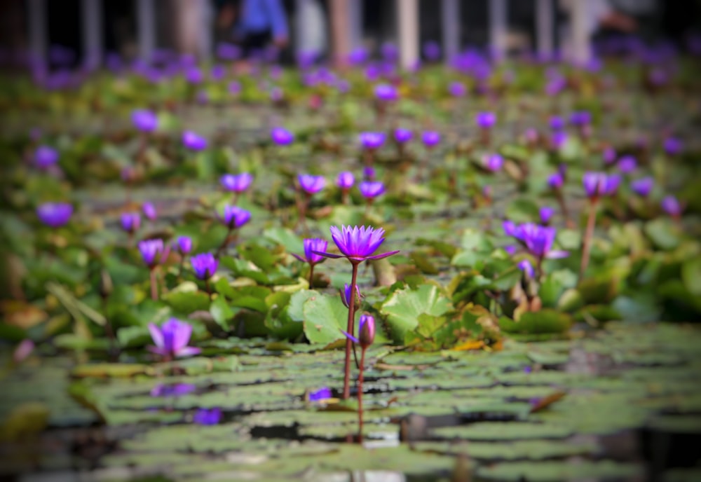 a pond filled with lots of purple water lilies