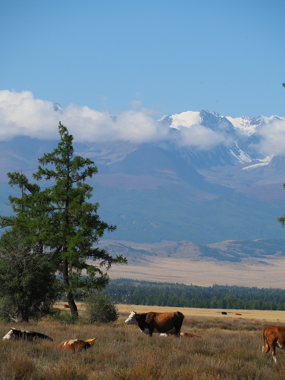 a herd of cattle grazing in a field with mountains in the background