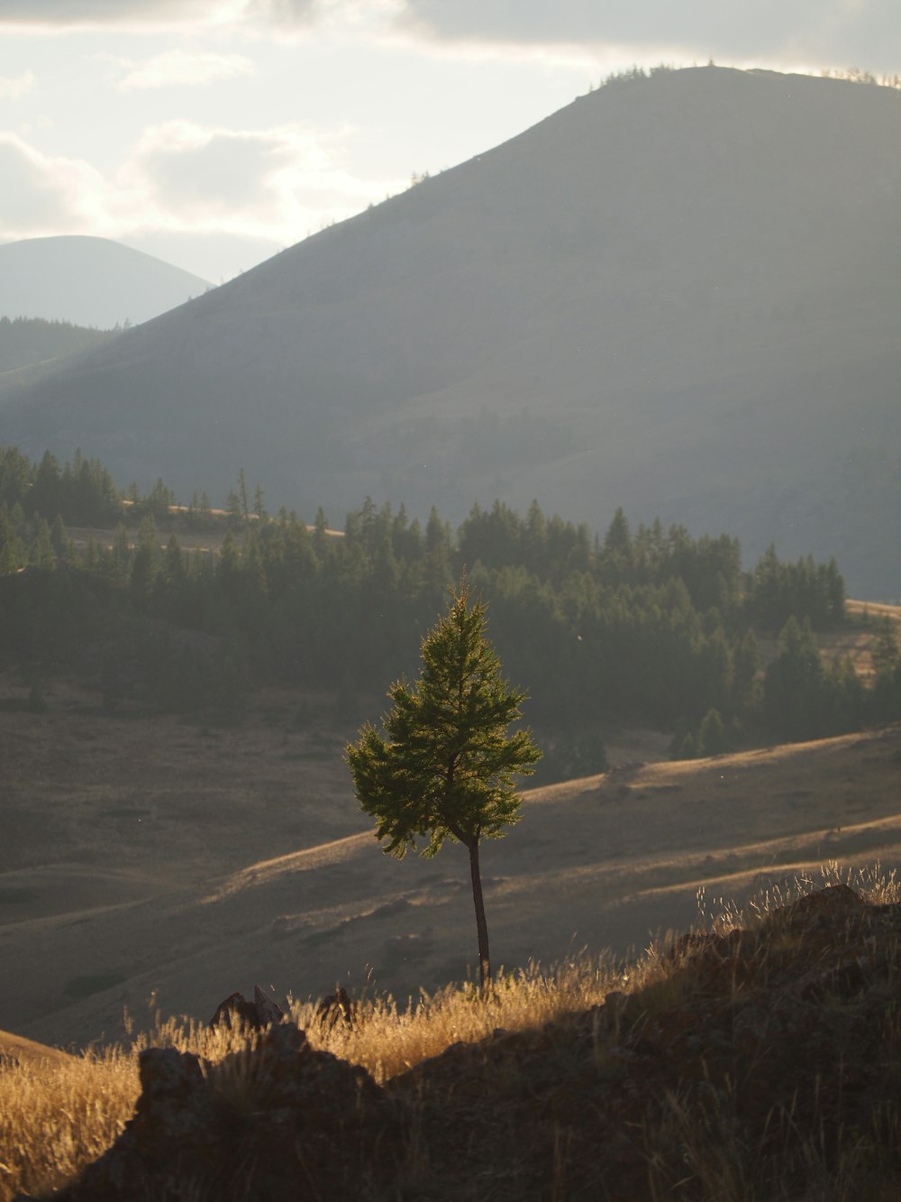 a lone tree in a field with a mountain in the background