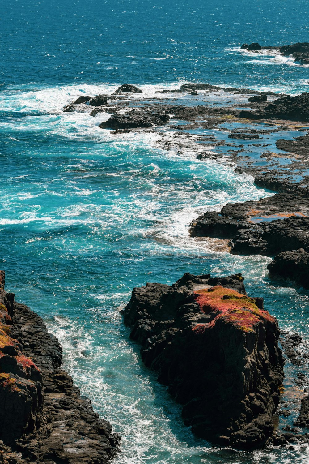 a bird is perched on a rock near the ocean