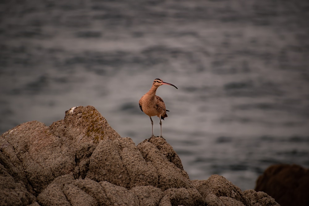 a bird standing on top of a rock next to the ocean