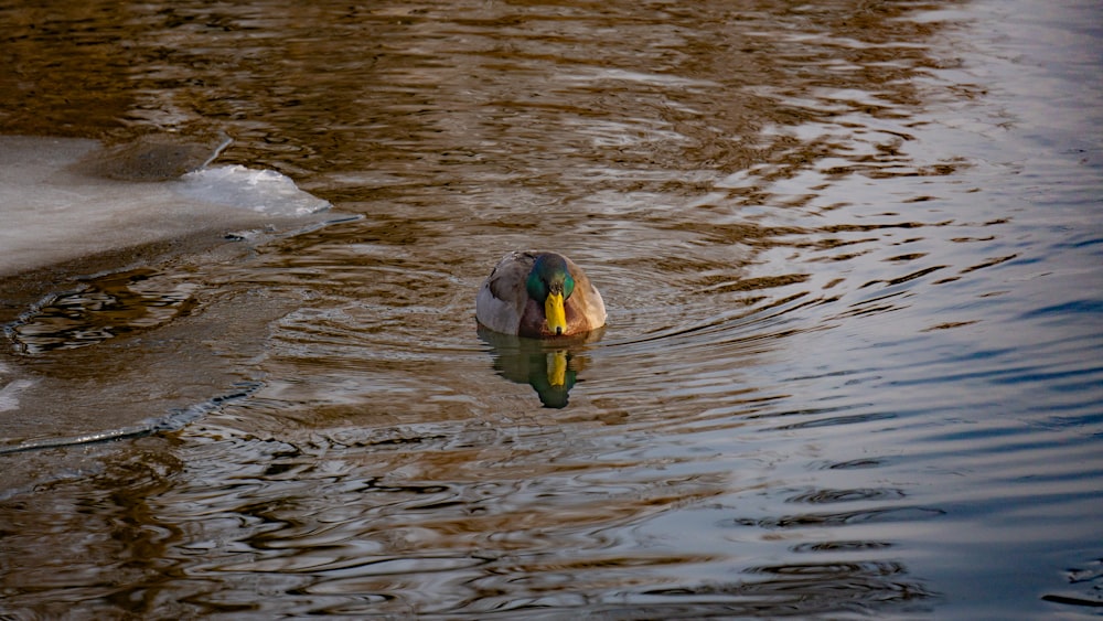 a duck floating on top of a body of water