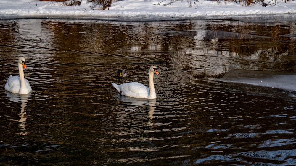 two white swans swimming in a pond in the snow