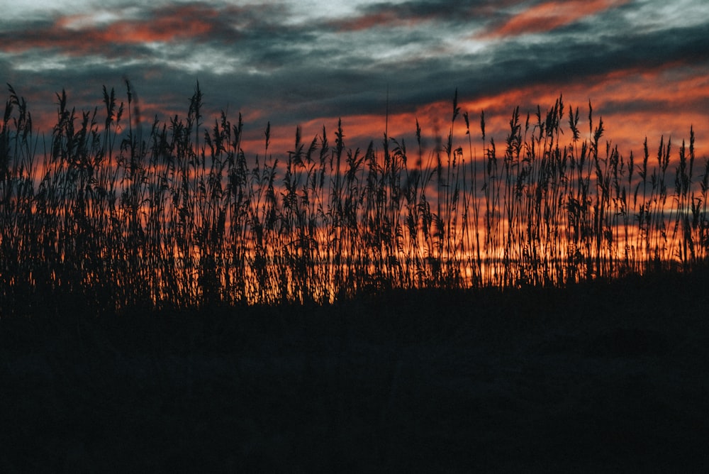 the sun is setting over a field of tall grass