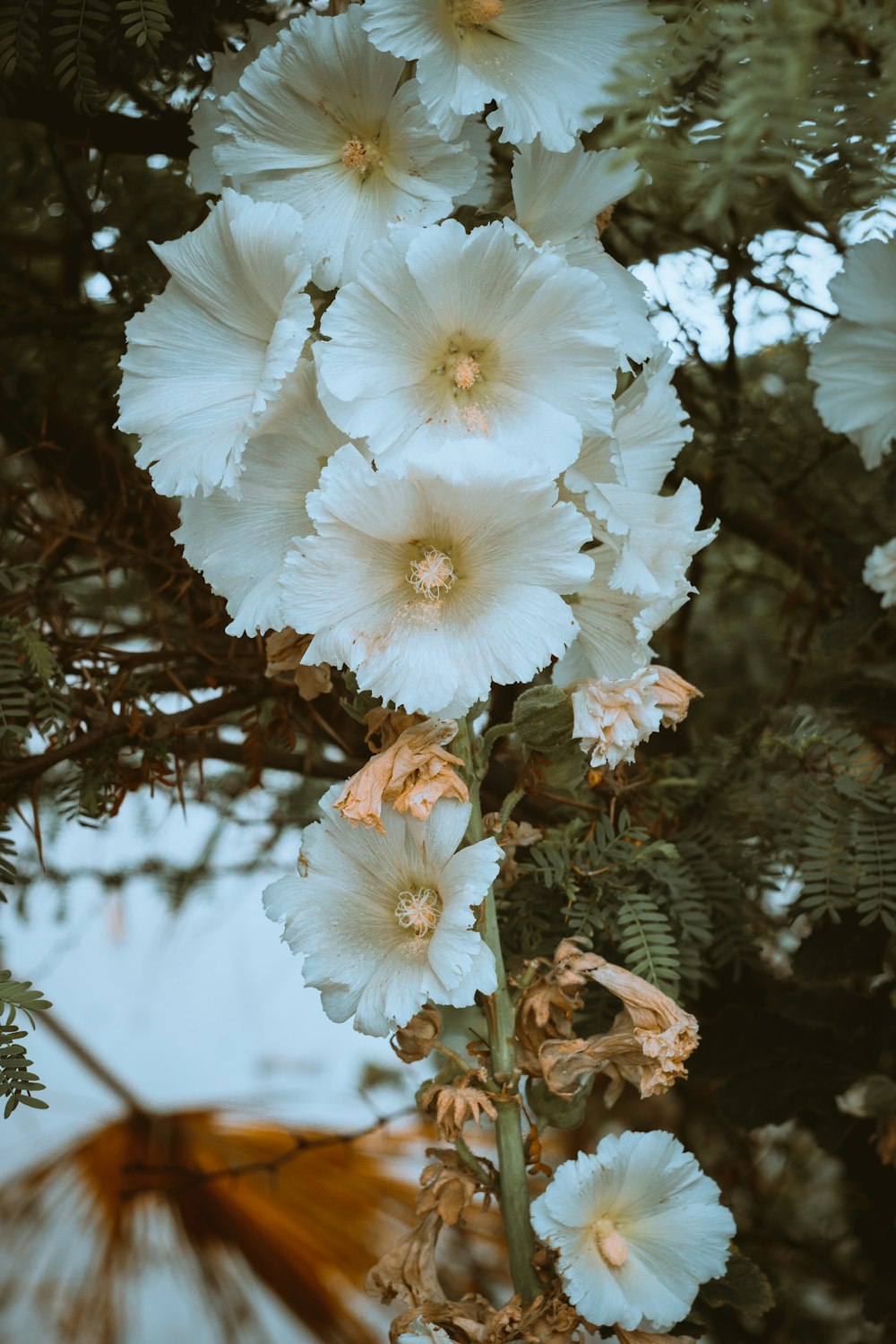 a bunch of white flowers hanging from a tree