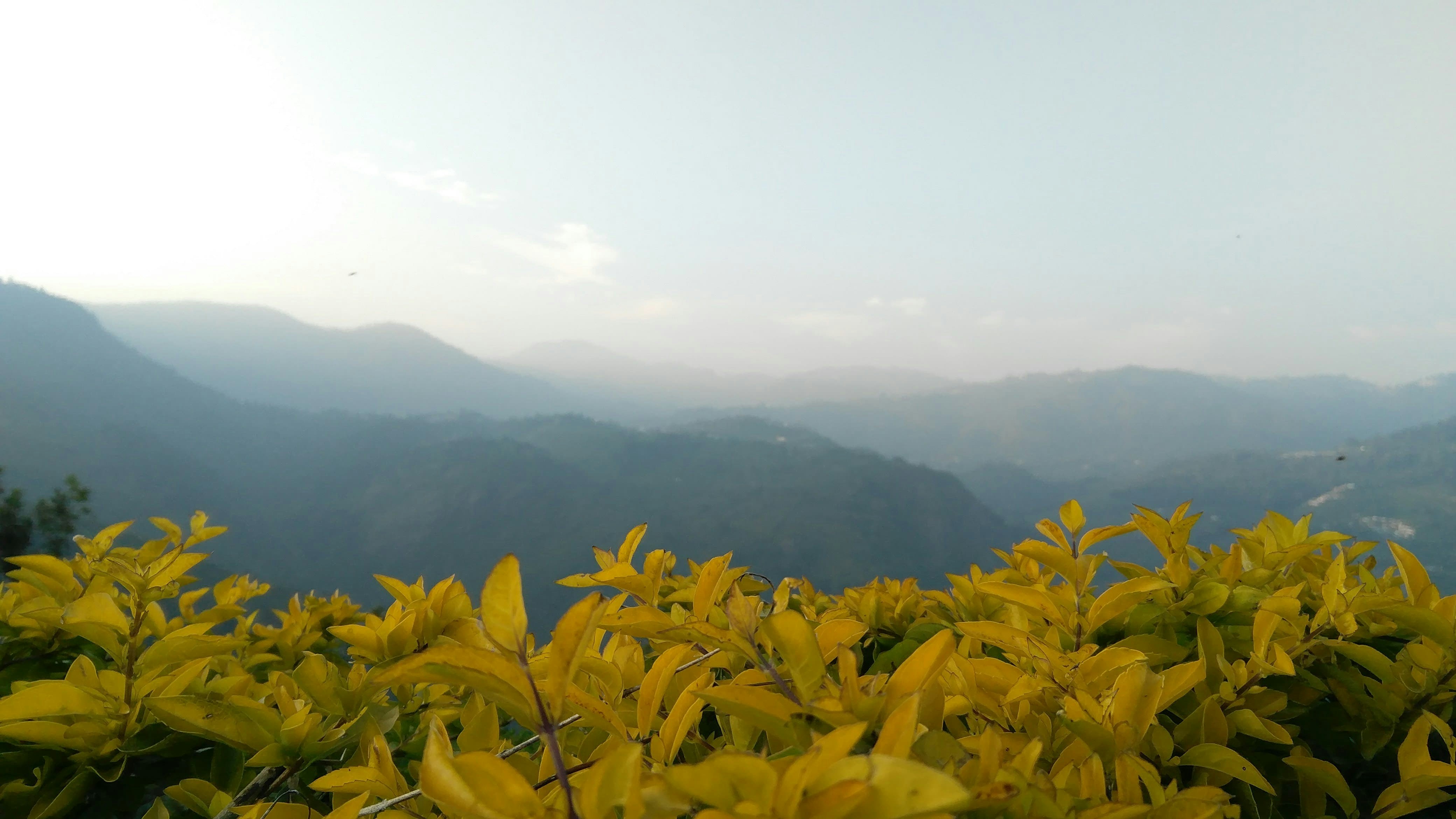 a bush with yellow flowers in the foreground and mountains in the background