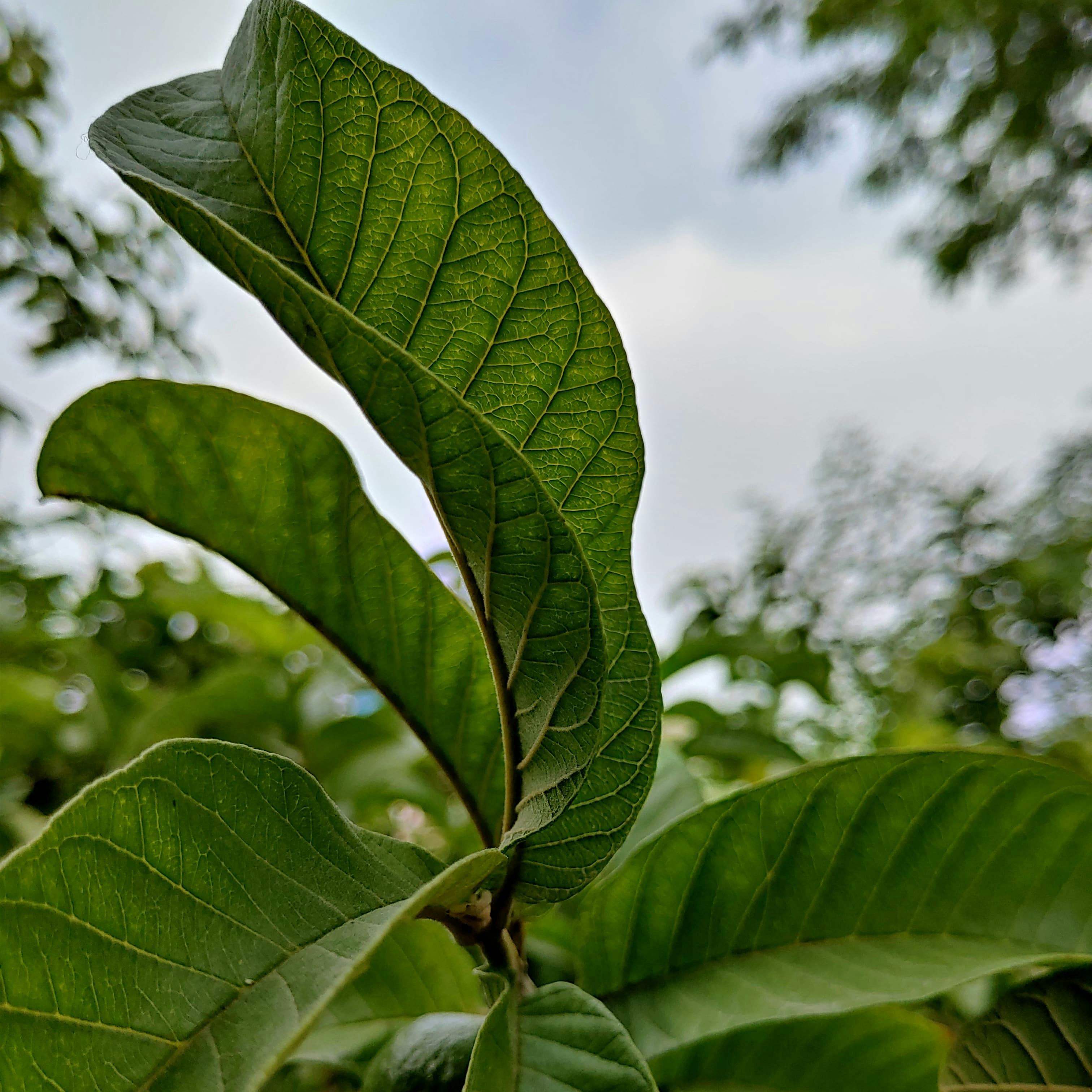 a close up of a green leaf on a tree
