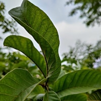 Guava Leaf Tea