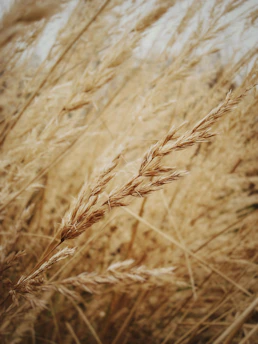 Close-up of golden wheat stalks gently swaying in the sunlight, symbolizing the natural ingredients behind Gustaroma's artisan pasta.
