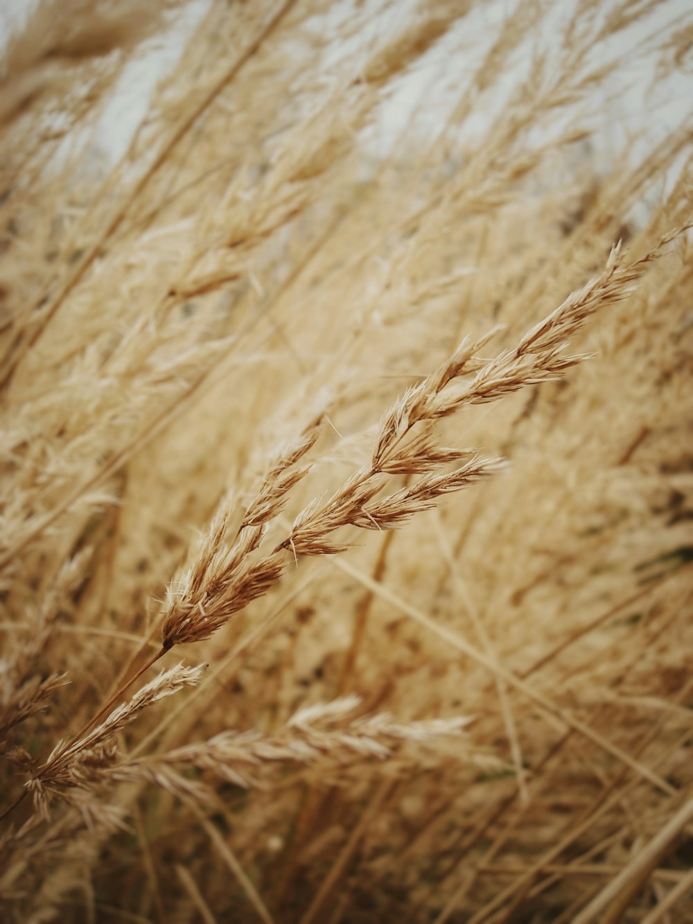 a close up of a bunch of tall grass