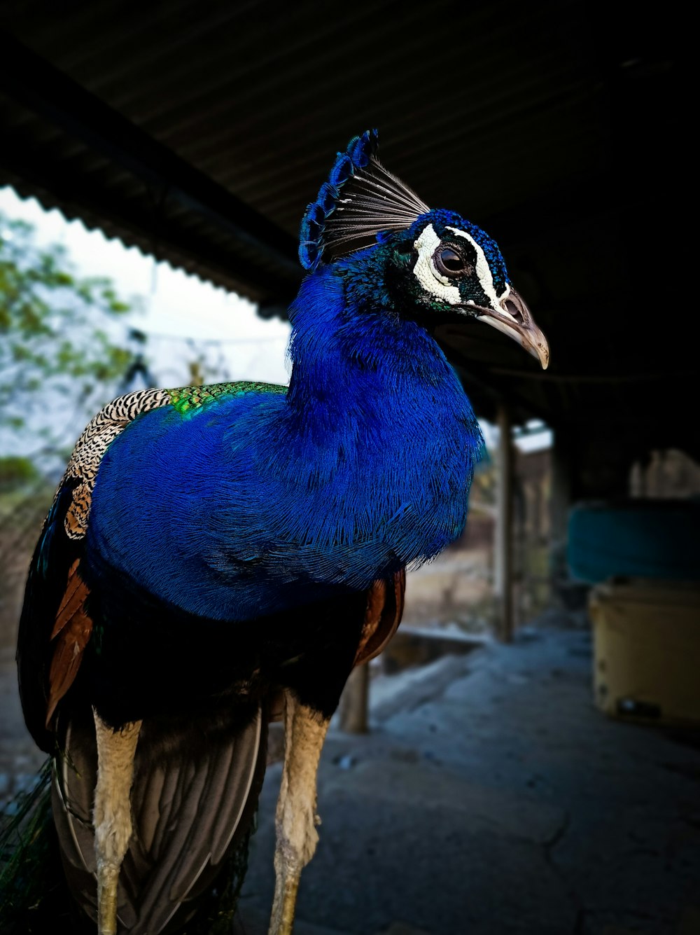 Ein blauer Vogel mit schwarzem Kopf und Schwanz